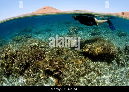 Le ronfleur observe le récif de corail qui se déloit à l'île de Komodo, dans le parc national de Komodo, en Indonésie Banque D'Images