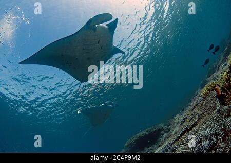 Manta raies, Manta alfredi ou Mobula alfredi, parc national de Komodo, Indonésie Banque D'Images