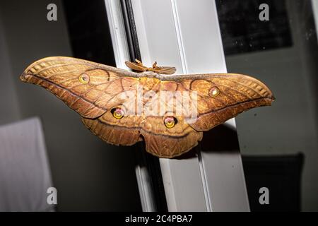 Cette Moth en soie japonaise géante ou Silkmoth en chêne japonais (Antheraea yamamai) sur un cadre de porte. Cet exemple a été trouvé dans la région de Lika en Croatie 201 Banque D'Images