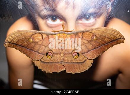 La géante Moth japonaise de soie ou le Silkmoth japonais d'chêne (Antheraea yamamai) se reposant sur l'extérieur d'une fenêtre avec un jeune visage indiquant la taille. Banque D'Images