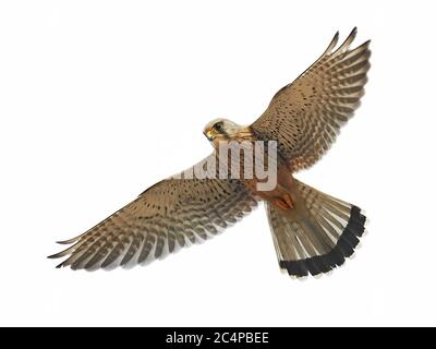 Kestrel commun en vol isolé sur fond blanc Banque D'Images