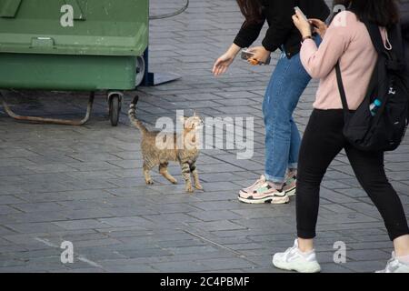 Une femme qui aime le chat sans domicile à côté de la poubelle verte. Banque D'Images