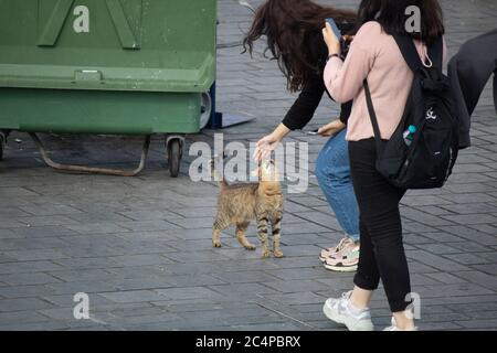 Une femme qui aime le chat sans domicile à côté de la poubelle verte. Banque D'Images