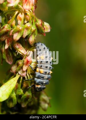 Vue latérale du corps gris et jaune d'une larve de la coccinella septempunctata, un coccinella sept taches originaire du Royaume-Uni Banque D'Images