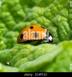 Vue latérale du corps rouge à pois noirs d'un adulte de la coccinella septempunctata, un coccinella sept spots originaire du Royaume-Uni Banque D'Images