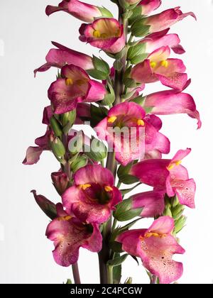 Gros plan de fleurs dans la pointe de l'hybride, de l'été à l'automne, boeufs fleuris, Digitalis × valinii 'Berry Canary' Banque D'Images