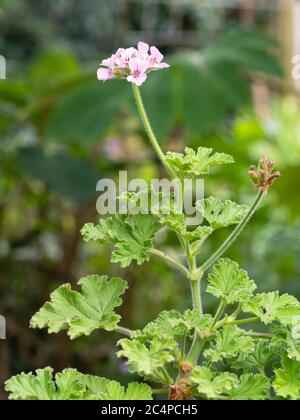 Feuillage parfumé à la rose et petites fleurs roses de l'arbuste tendre, Pelargonium capitatum 'Attar of Roses' Banque D'Images