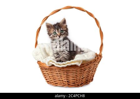 Un joli chaton rayé se trouve dans un panier sur une literie en maille. Isolé sur un fond blanc. Banque D'Images