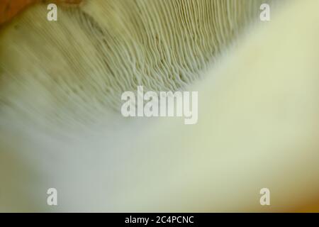 texture de la peau des champignons d'huîtres. Image HD et résolution élevée. Peut être utilisé comme arrière-plan et papier peint. Bannières web consépts. Banque D'Images