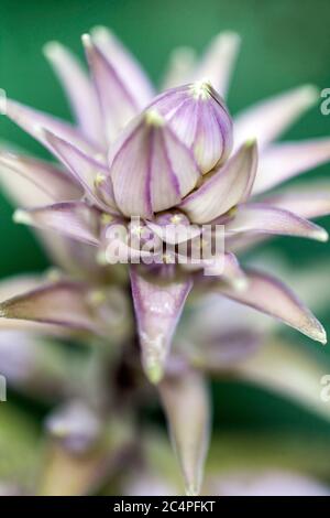 Gros plan sur le hosta de fleurs Banque D'Images