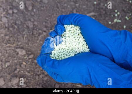 Vert différentes formes de granulés d'engrais chimiques dans la main de l'homme. Banque D'Images