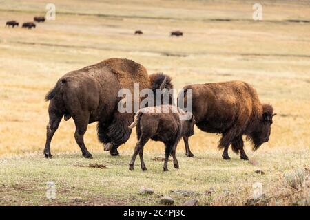 Les familles de bisons américains qui marchent suivent leur troupeau dans une vallée herbeuse dans le parc naturel. Banque D'Images