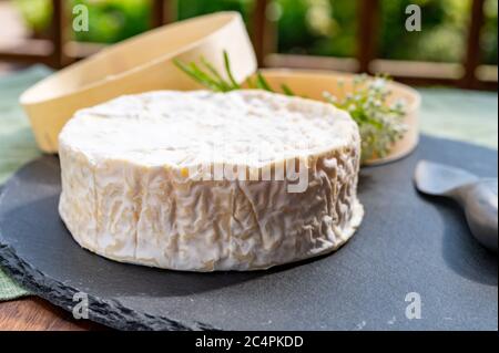 Collection de fromages français, morceau de fromage camembert au lait de vache mûr avec moule blanc de Normandie Banque D'Images