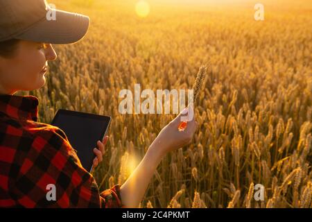 Une femme agriculteur se tient dans un champ agricole au coucher du soleil et regarde une oreille de blé. Banque D'Images