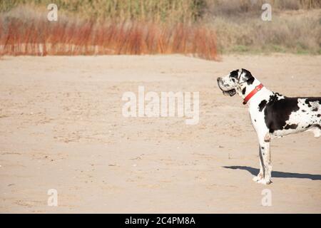 Bulldog allemand en profil jouant sur la plage Banque D'Images