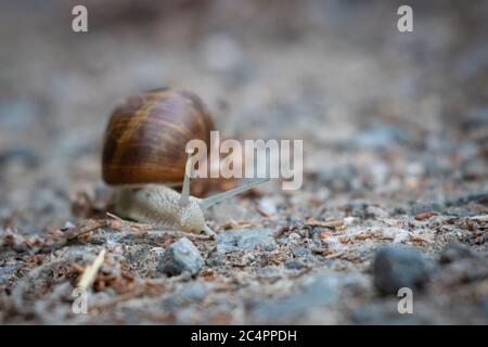 Un escargot romain rampant lentement sur un sentier sablonneux Banque D'Images