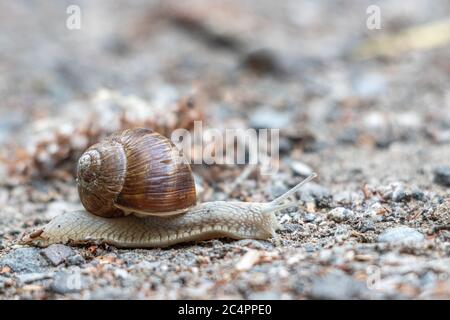 Un escargot romain rampant lentement sur un sentier sablonneux Banque D'Images