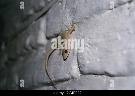 Asunción, Paraguay. 25 mars 2006. Une maison tropicale gecko (Hemidactylus mabouia) marche sur le mur extérieur pendant la nuit, Asunción, Paraguay. Les geckos de maison tropicale sont principalement nocturnes et mange beaucoup d'insectes nuisibles domestiques, tels que les araignées, les scorpions et les cafards. Banque D'Images