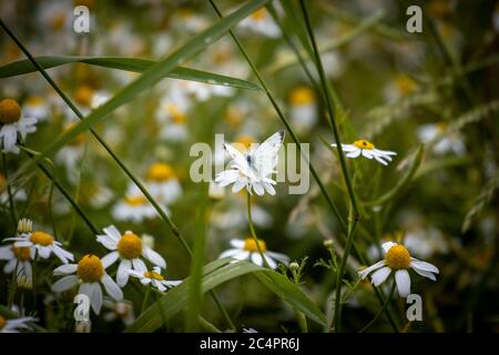 un grand papillon blanc de chou se trouve sur une fleur de camomille Banque D'Images
