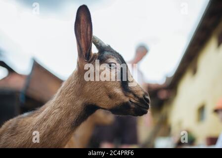 Joli portrait en gros plan d'une chèvre dans un village serbe. Banque D'Images