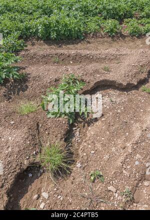 Enlèvement de la terre végétale au Royaume-Uni, lavage des cultures et érosion des ravins d'eau dans les cultures de pommes de terre de Cornwall. Pour mauvais temps, conditions défavorables, fortes pluies, science du sol. Banque D'Images