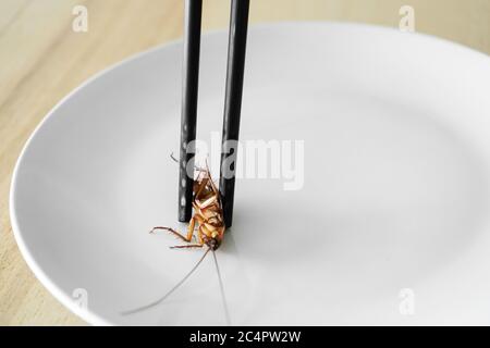 Contient un cafard avec des baguettes chinoises. Insectes comme nourriture. Concept de nourriture étrange exotique Banque D'Images