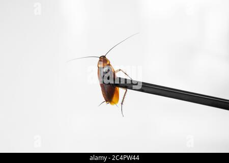 Contient un cafard avec des baguettes chinoises. Insectes comme nourriture. Concept de nourriture étrange exotique Banque D'Images