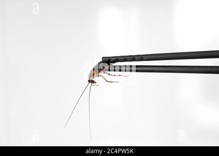 Contient un cafard avec des baguettes chinoises. Insectes comme nourriture. Concept de nourriture étrange exotique Banque D'Images