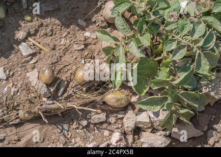 Pommes de terre / tubercules de pommes de terre exposés après le lavage de la récolte et l'érosion du sol dans la culture de pommes de terre au Royaume-Uni. En cas de mauvais temps, de conditions défavorables, de fortes pluies, d'érosion hydrique. Banque D'Images