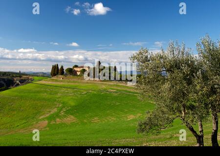 Olivier, Olea europaea, sur une colline d'une ferme, paysage typique de la Toscane, Italie Banque D'Images