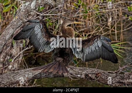 Soleil Anhinga, Everglades de Floride Banque D'Images