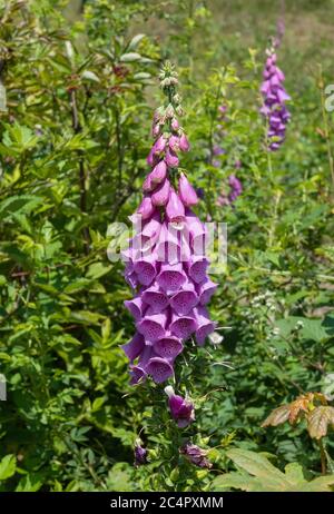 Les fleurs sauvages de renards en été, Digitalis purpurea, poussent dans un pré au bord de la forêt Banque D'Images