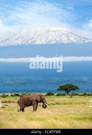 Safari au Kenya. Parc national d'Amboseli. Éléphant de brousse africain (Loxodonta africana) avec le mont Kilimanjaro derrière, parc national d'Amboseli, Kenya, Afrique Banque D'Images