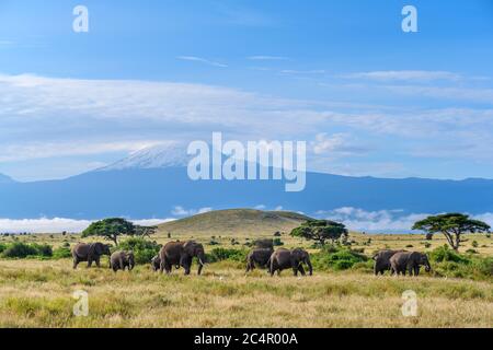 Éléphants de brousse africains (Loxodonta africana) avec le mont Kilimanjaro derrière, parc national d'Amboseli, Kenya, Afrique Banque D'Images