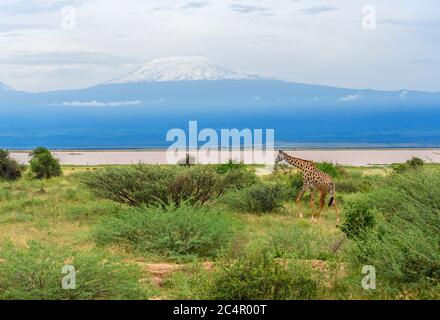 Masai girafe (Giraffa camelopardalis tippelskirchii) avec le mont Kilimandjaro derrière, Parc national d'Amboseli, Kenya, Afrique Banque D'Images
