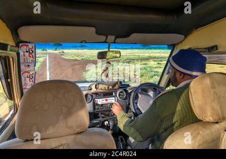 Chauffeur/guide dans un véhicule de safari Toyota sur une route de jeu, parc national d'Amboseli, Kenya, Afrique Banque D'Images