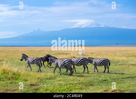 Zébra de Grant (Equus quagga boehmi) devant le mont Kilimanjaro, parc national d'Amboseli, Kenya, Afrique Banque D'Images