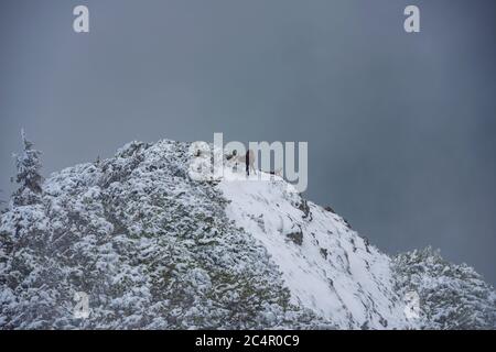 chèvres noires sur les falaises enneigées de la montagne Banque D'Images