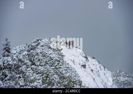 chèvres noires sur les falaises enneigées de la montagne Banque D'Images