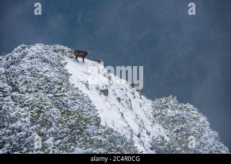 chèvres noires sur les falaises enneigées de la montagne Banque D'Images