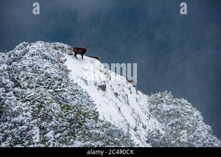 chèvres noires sur les falaises enneigées de la montagne Banque D'Images