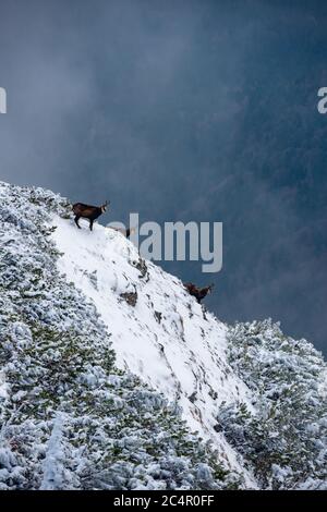 chèvres noires sur les falaises enneigées de la montagne Banque D'Images