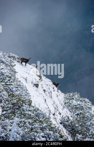 chèvres noires sur les falaises enneigées de la montagne Banque D'Images