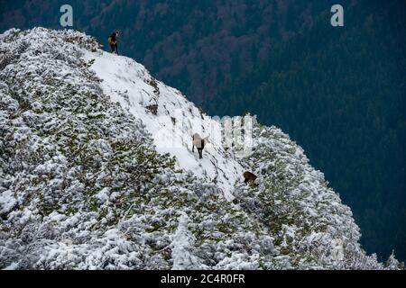 chèvres noires sur les falaises enneigées de la montagne Banque D'Images