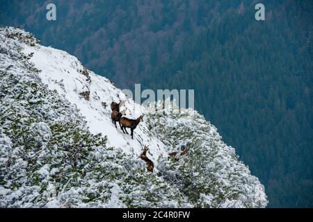 chèvres noires sur les falaises enneigées de la montagne Banque D'Images