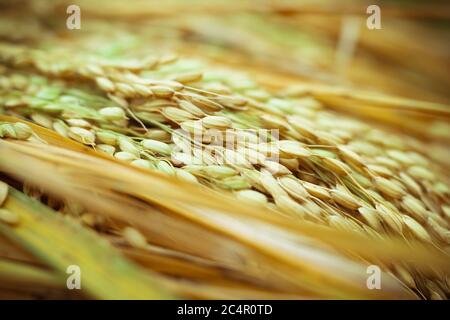 Le magnifique riz vert mûr bangladais a été tourné en gros plan Banque D'Images