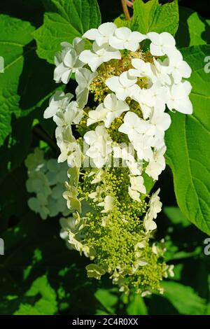 Têtes de fleurs blanches d'hortensia quercifolia (hortensia quercifolia) Banque D'Images