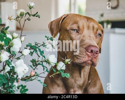 Adorable, joli chiot de couleur chocolat. Libre Banque D'Images