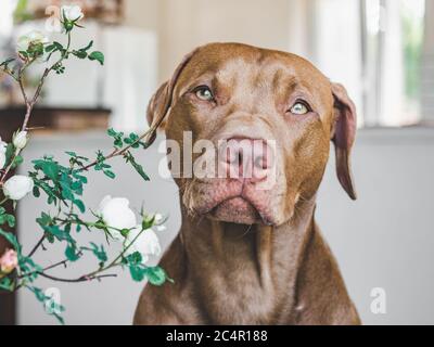 Adorable, joli chiot de couleur chocolat. Libre Banque D'Images
