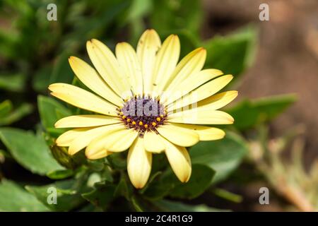 La Marguerite jaune africaine (Osteospermum) se ferme en été en Afrique du Sud Banque D'Images